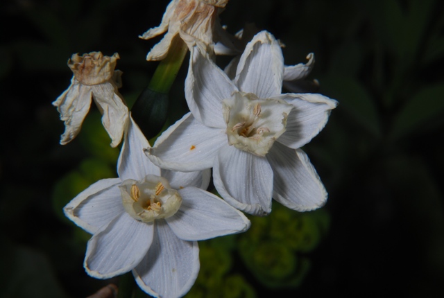 Sconosciuta - Narcissus sp.